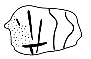 Tracing of HT Wa 1010