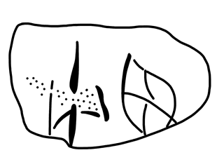 Tracing of HT Wa 1017