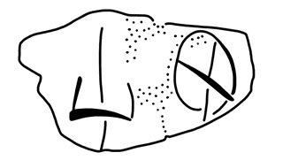 Tracing of HT Wa 1018