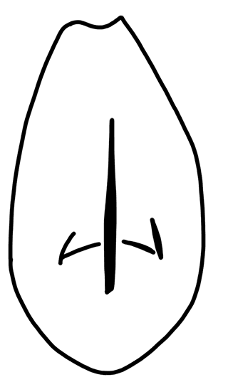 Tracing of HT Wa 1242