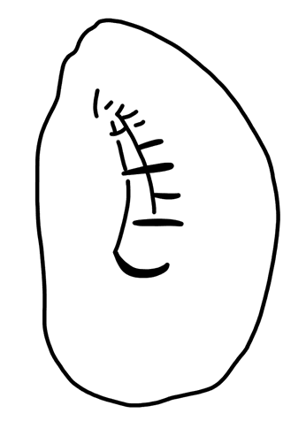 Tracing of HT Wa 1295