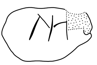 Tracing of HT Wa 1508