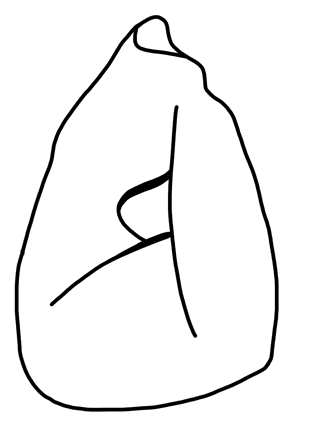 Tracing of HT Wa 1654