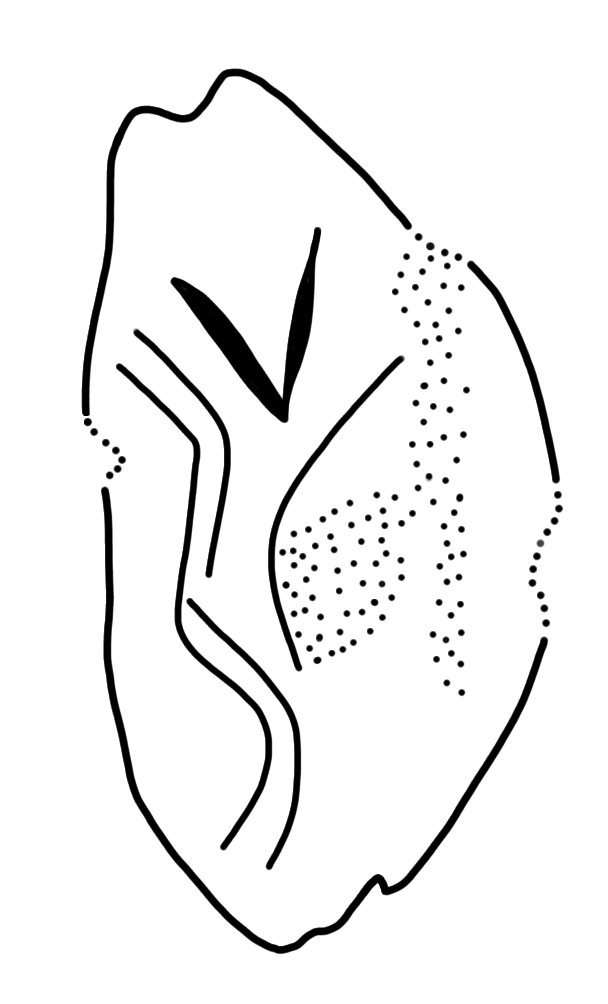 Tracing of KH Wa 1003