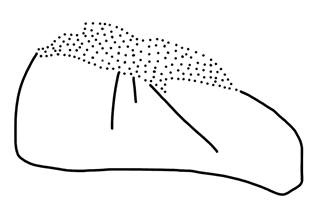 Tracing of KH Wa 1017