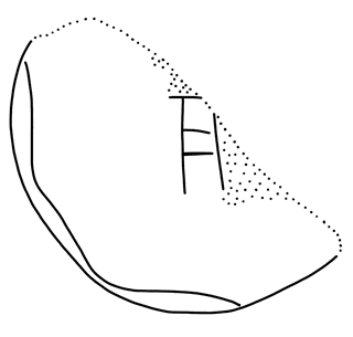Tracing of KH Wc 2117a